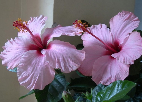 芙蓉花有花苞不开是怎么回事