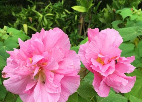 芙蓉花有花苞不开是怎么回事