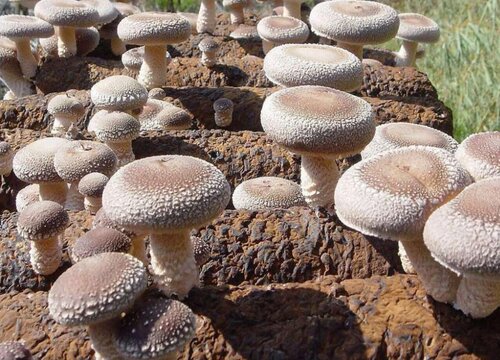 2023年香菇前景如何