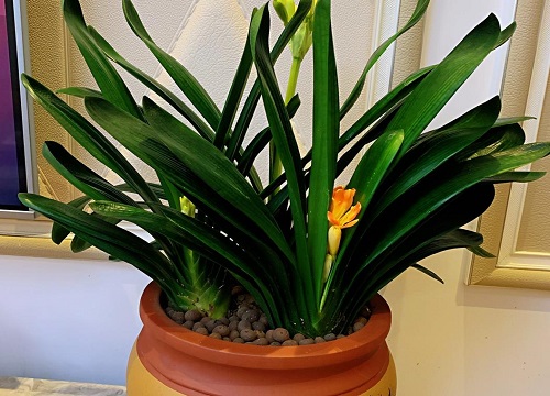 夏季如何给君子兰降温增湿