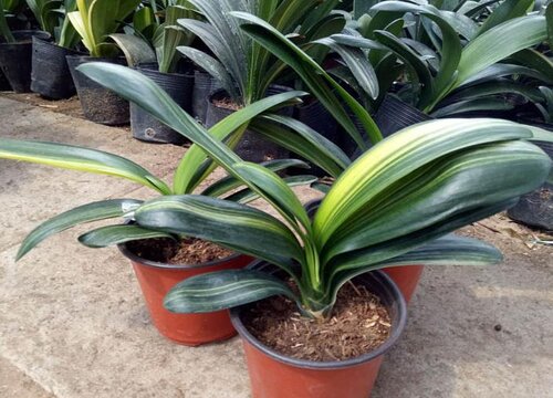 夏季如何给君子兰降温增湿