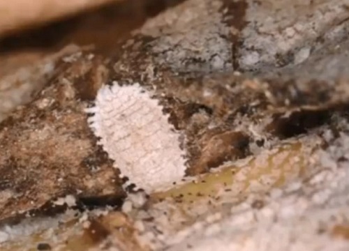 菠萝虫子长什么样子