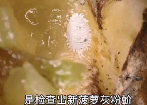 菠萝虫子长什么样子