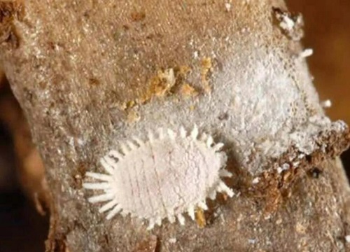 菠萝虫子长什么样子