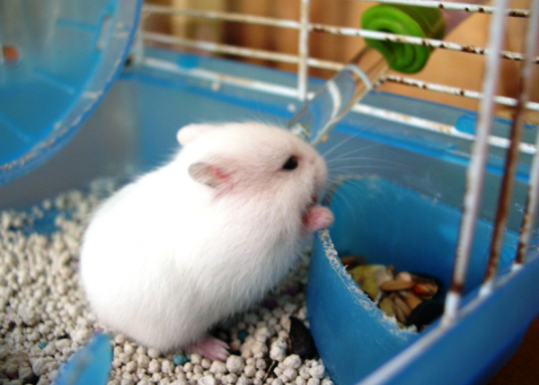 为什么仓鼠吃自己的孩子