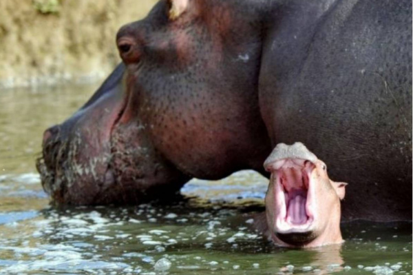 为什么仓鼠吃自己的孩子