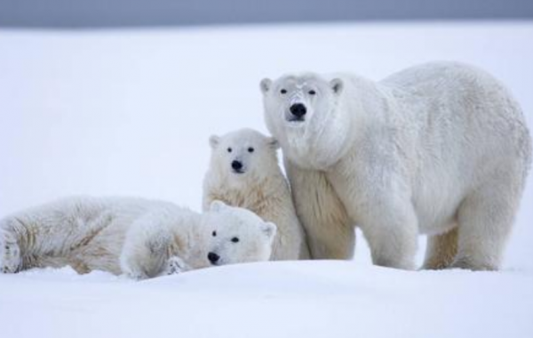 为什么仓鼠吃自己的孩子