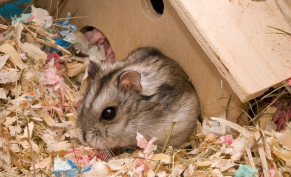 为什么仓鼠吃自己的孩子