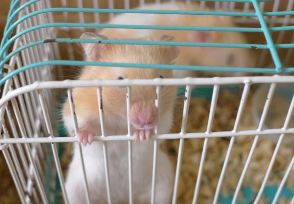 为什么仓鼠吃自己的孩子