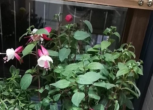 倒挂金钟开花有毒吗