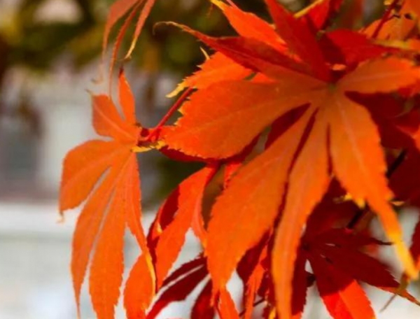 枫叶的花语是什么意思