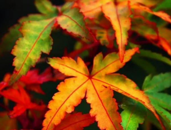 枫叶的花语是什么意思