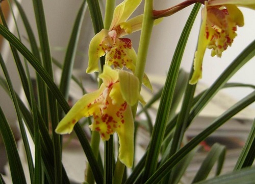 惠兰花用什么土栽培