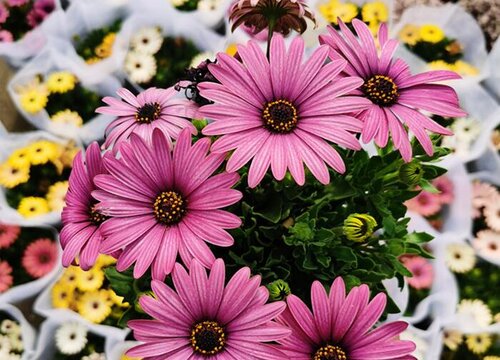 哪些花—到冬天就处于假死呢