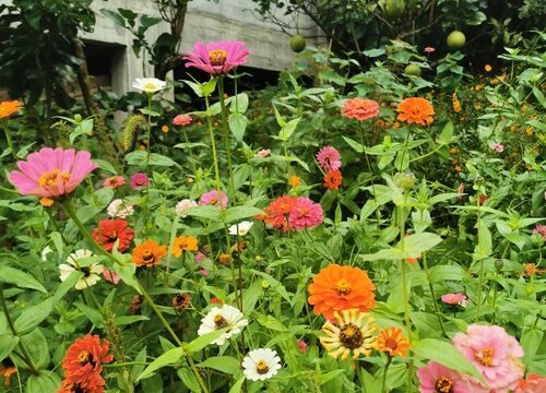 哪些花—到冬天就处于假死呢