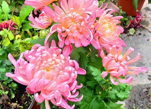 哪些花—到冬天就处于假死呢