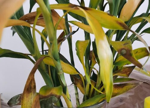 水养富贵竹黄叶怎么处理方法