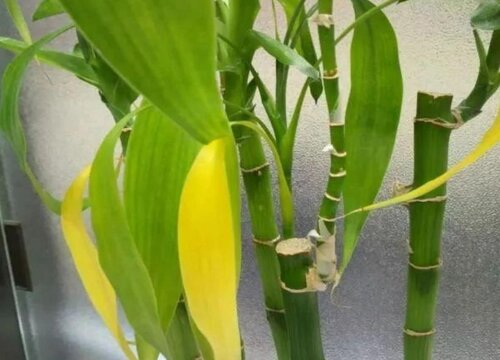 水养富贵竹黄叶怎么处理方法