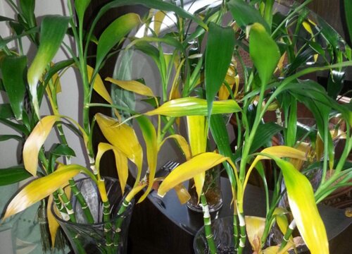 水养富贵竹黄叶怎么处理方法