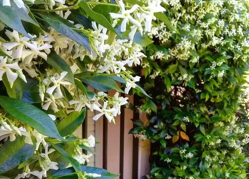 茉莉花修剪之后怎么施肥花芽长得多