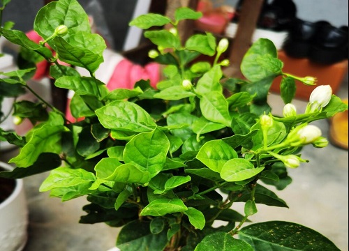 茉莉花修剪之后怎么施肥花芽长得多