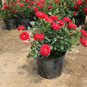 最后悔种的月季品种 这5种常见月季花不能养