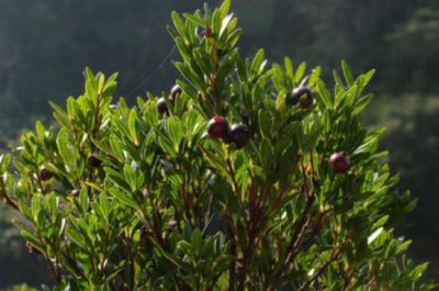 赤楠对家里风水好吗 家里种小叶赤楠有着美好的象征寓意