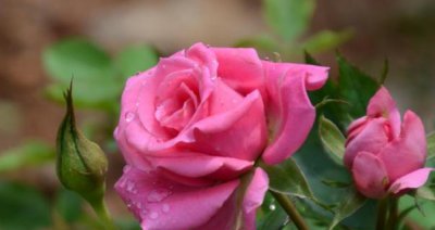 为什么自己养的月季花很小 家里阳台上的月季花越开越小