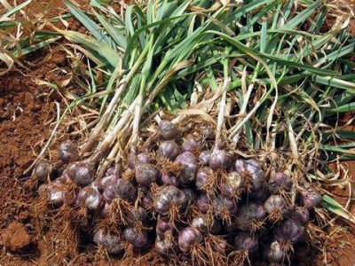 大蒜根部腐烂什么原因造成 种的大蒜发生烂根怎么回事