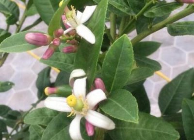 柠檬什么时候开花 花期是几月份