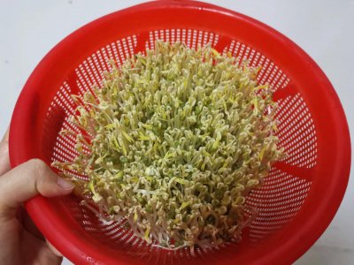 自己发的绿豆芽有毒吗 自己在家发的豆芽会有苦味吗