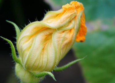 什么植物的花可以吃 可食用的的植物花有哪些品种