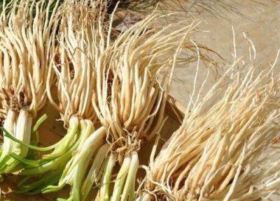 韭菜根冬天可以移栽吗 韭菜根多长时间可以移栽