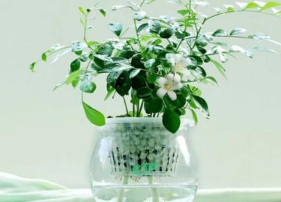 如何轻松养殖七里香 需要掌握哪些方法