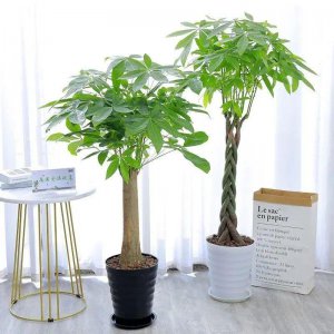 发财树风水摆放三不要 家里养发财树3个地方禁忌摆放