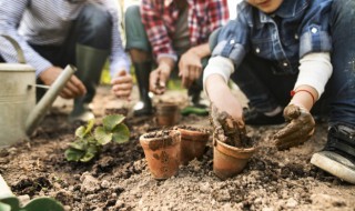白掌怎么养更旺盛 白掌如何养才能长的更旺