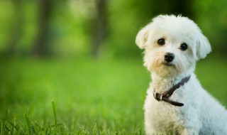 狗狗熟肉吃多了会怎样 狗狗熟肉吃多了会如何