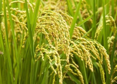 龙盾1614水稻品种简介 种子龙盾1614抗倒伏审定