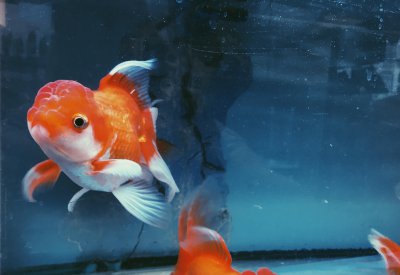 鱼卵怎么才能孵出来 金鱼卵如何人工孵化如何养活