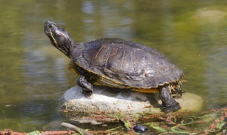 陆龟冬天怎么养 如何让陆龟安全过冬