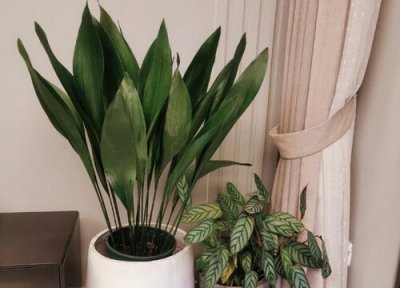 怎样种植一叶兰 一叶兰怎么分株1棵变成10多盆