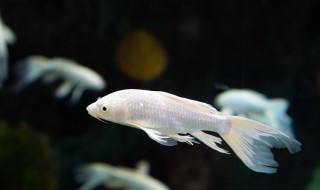 龙鱼一天喂几次 龙鱼一天喂几次