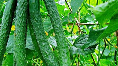 自家种的黄瓜怎么会变苦 家里种的黄瓜吃的苦什么原因