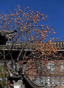 门口栽什么树镇宅旺财吉利富贵 门前种这5种树吉利又旺财