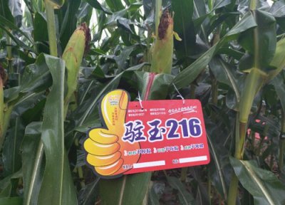 驻玉216玉米种子怎么样 驻玉216品种宣传简介