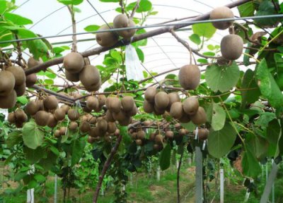 猕猴桃采摘时间 猕猴桃什么时候采摘好