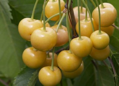 郑州樱桃产地 郑州樱桃什么时候成熟