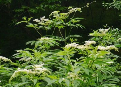 活血条是什么植物 属于什么科植物