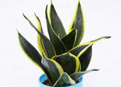 荷花兰和虎尾兰一样吗 外形样子 图片