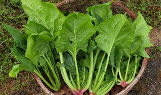 菠菜能和黄瓜一起吃吗 菠菜和黄瓜可以一起吃吗